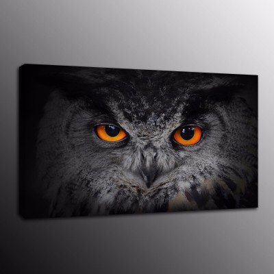 Animals HD Canvas Prints Painting Picture Owl Bird Wall Art Home Decor   253258355809
